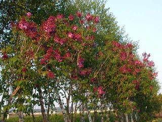 ライラックの花の写真